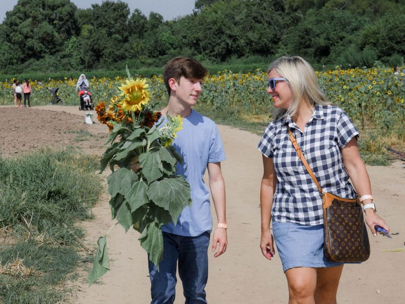 September Sunflowers